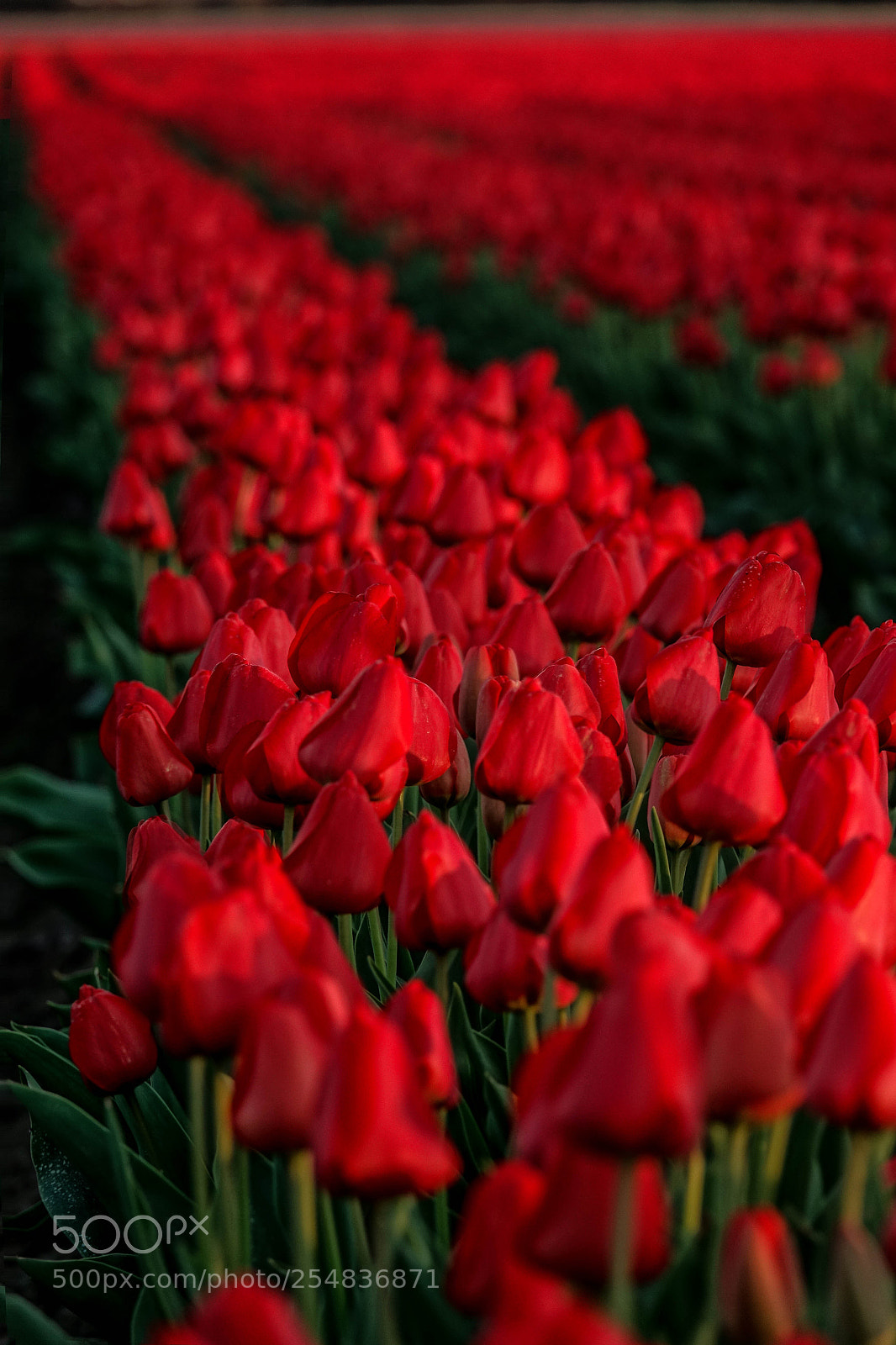 Sony Cyber-shot DSC-RX10 III sample photo. Tulips in boz photography