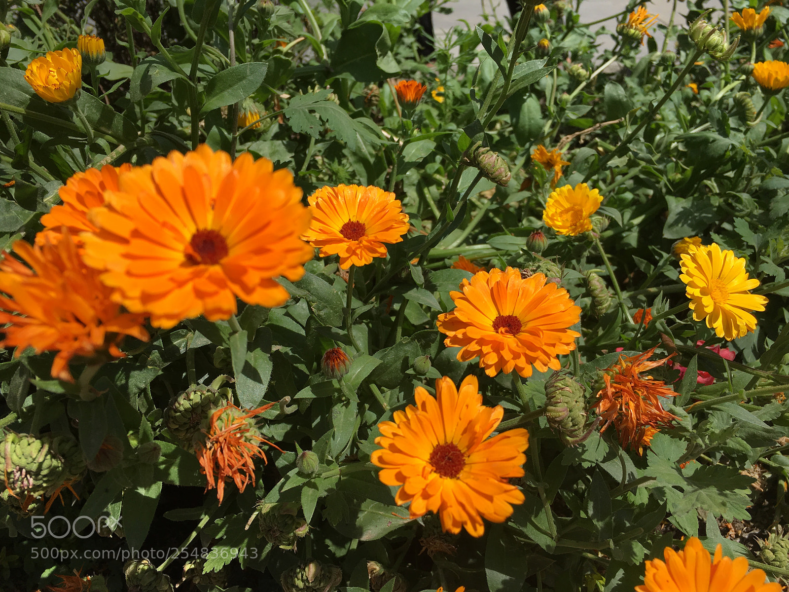 Apple iPhone 6s sample photo. Img_6712 2.jpg photography