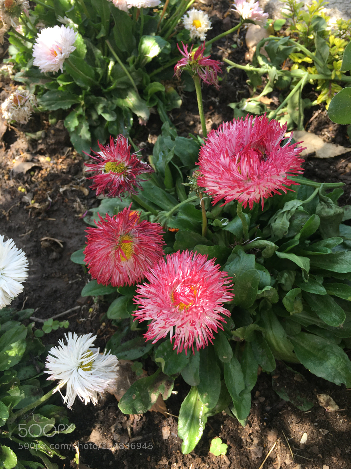 Apple iPhone 6s sample photo. Img photography