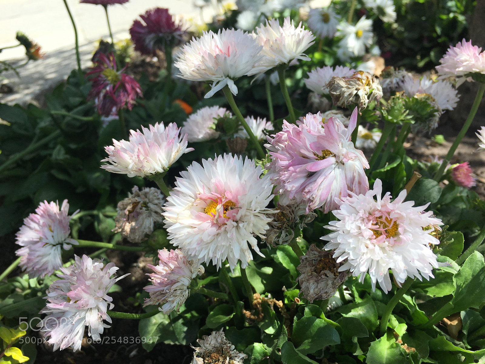 Apple iPhone 6s sample photo. Img photography