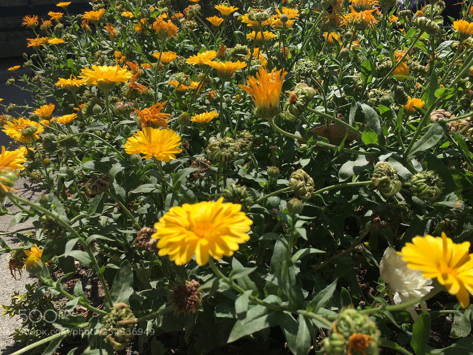 Apple iPhone 6s sample photo. Img photography