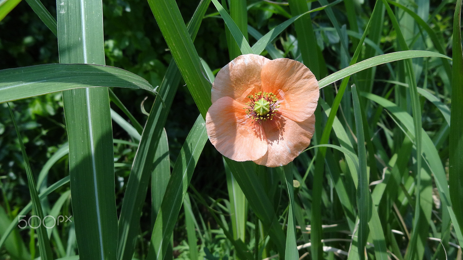 Sony Cyber-shot DSC-HX7V sample photo