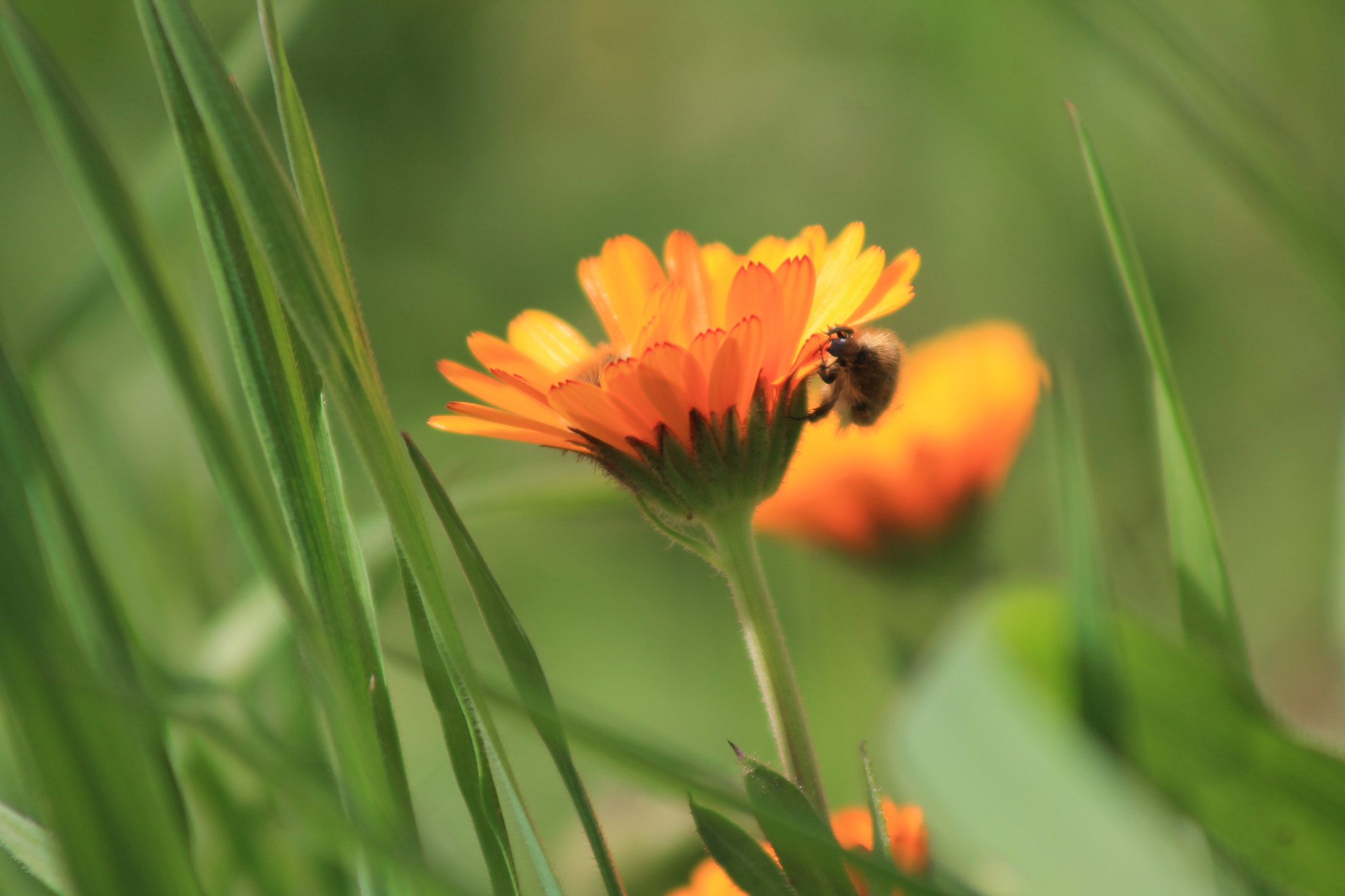 Canon EF 75-300mm f/4-5.6 sample photo. Untitled photography