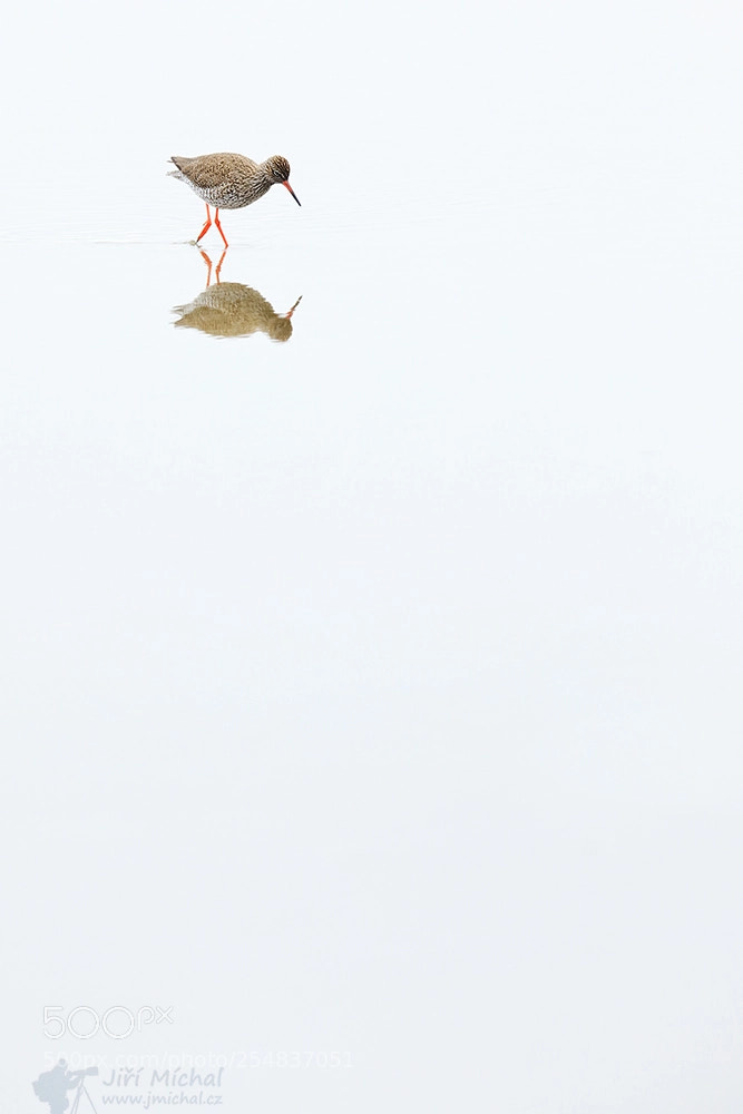 Canon EOS 5D Mark IV sample photo. Redshank photography