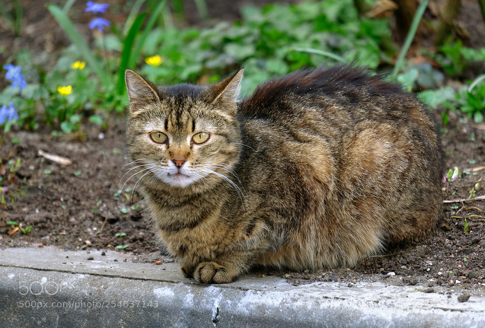 Fujifilm X-T20 sample photo. Cat on the smallholding photography