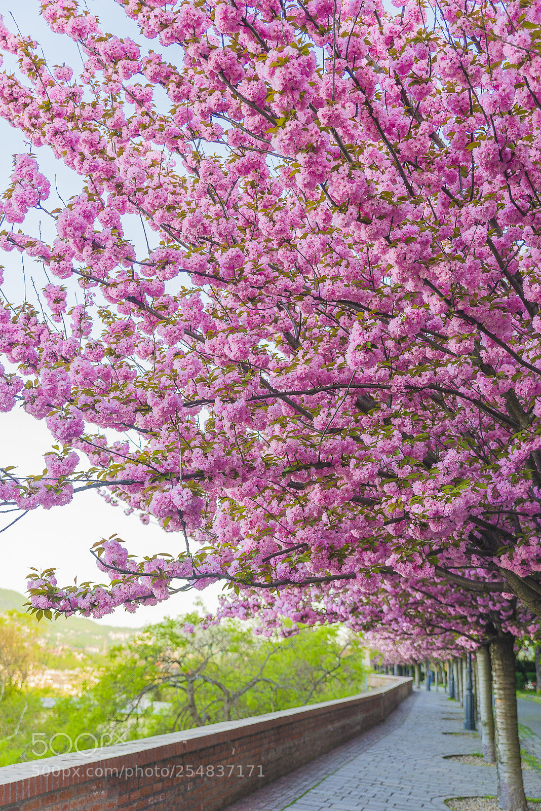 Nikon D610 sample photo. Cherry blossom everywhere photography
