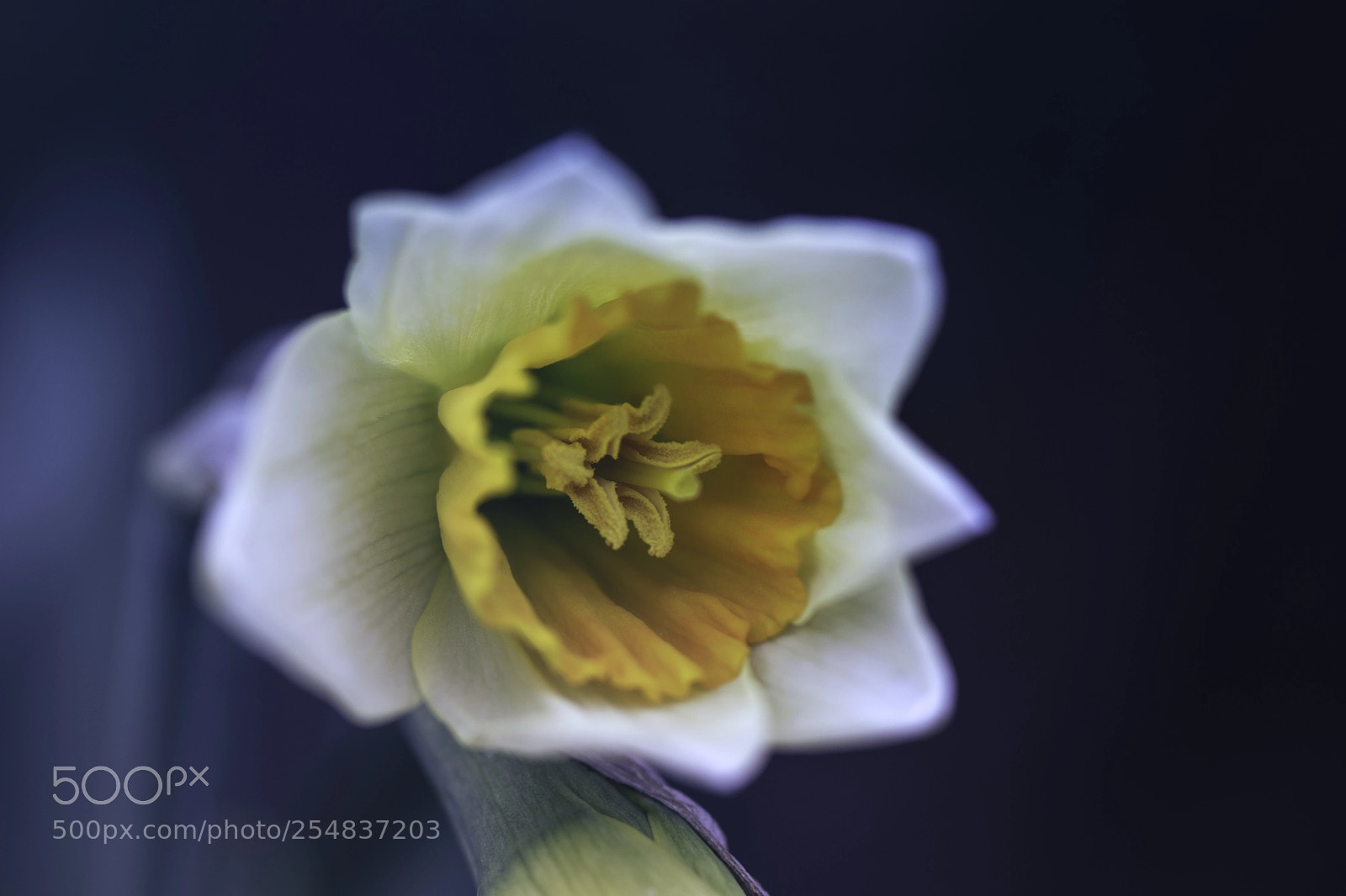 Nikon D5300 sample photo. Lilja photography