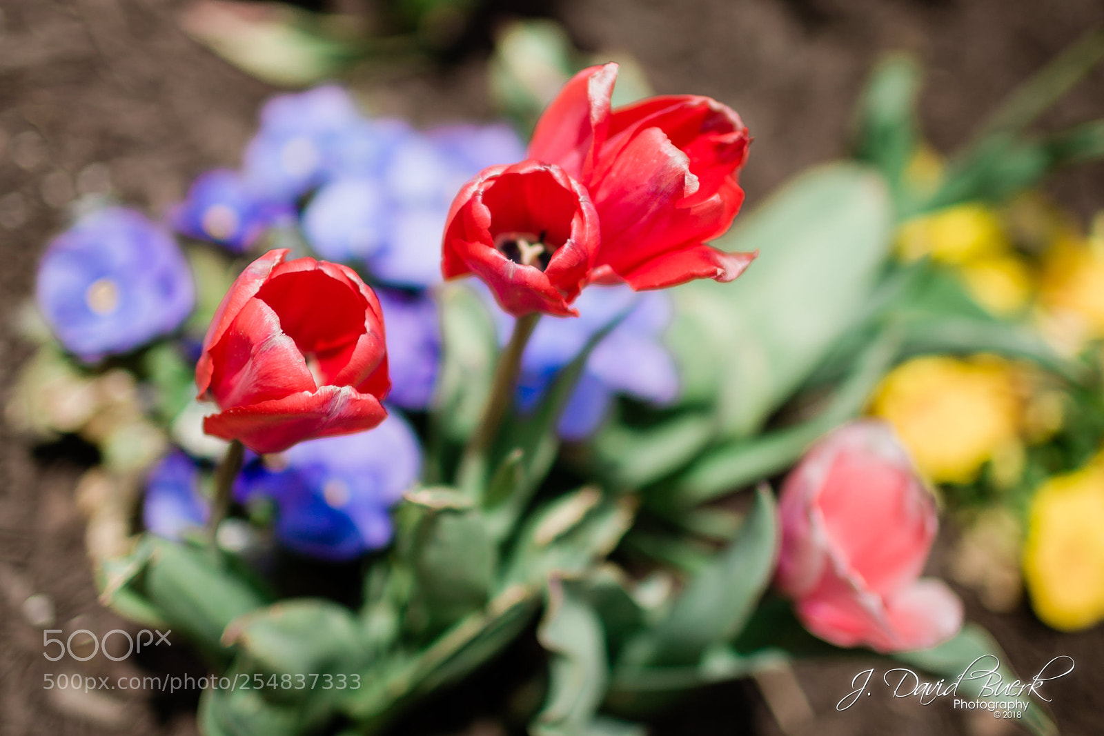 Canon EOS-1D X sample photo. Scared to be lonely photography