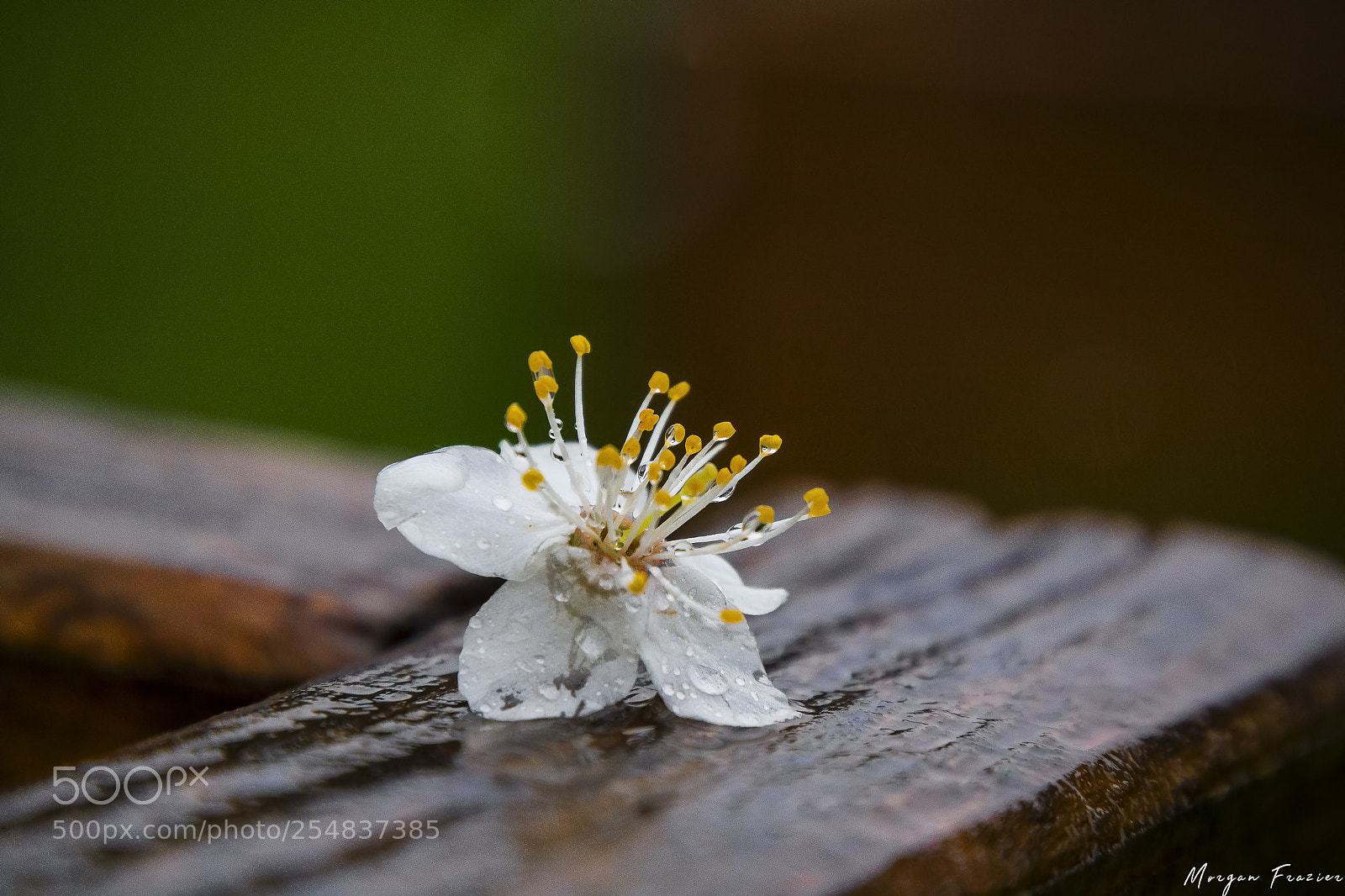Canon EOS 750D (EOS Rebel T6i / EOS Kiss X8i) sample photo. Wet beauty photography