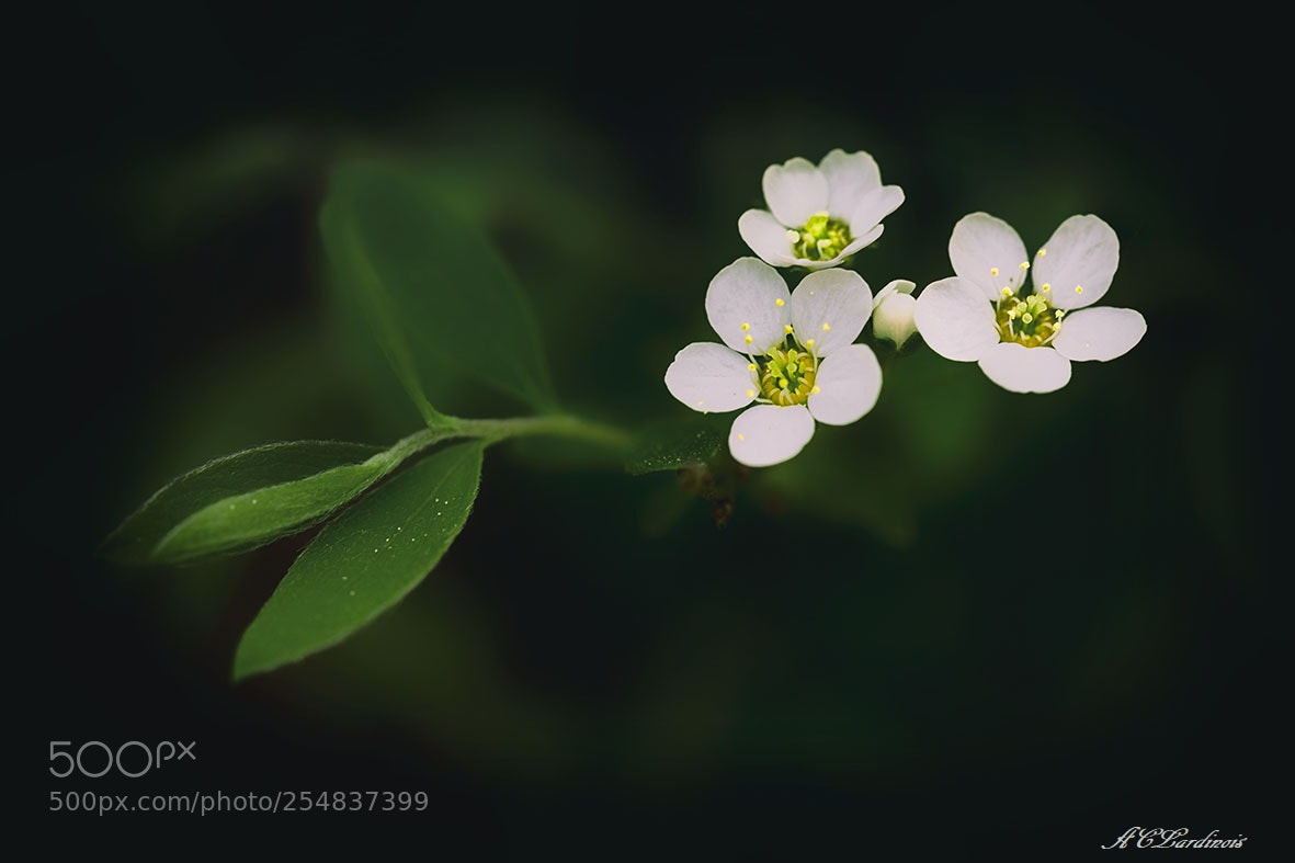 Canon EOS 5D Mark IV sample photo. Douce fragilité photography