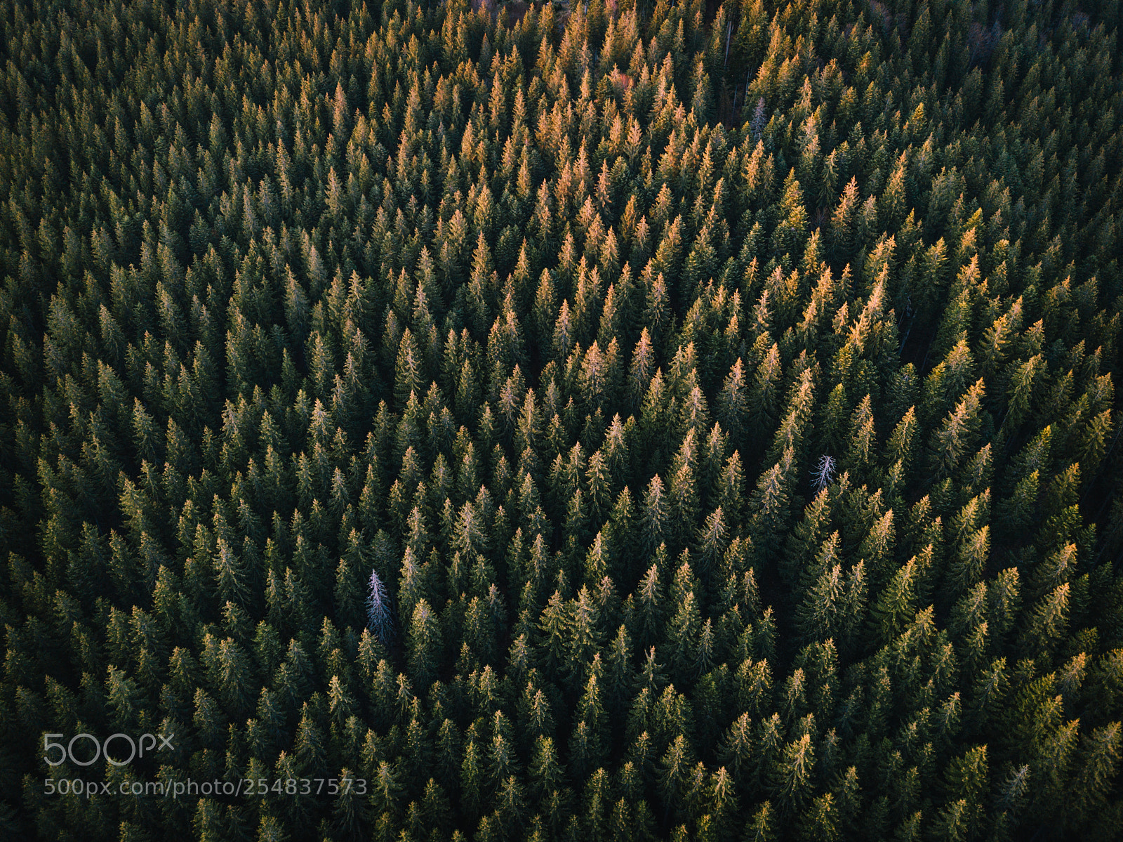 DJI FC220 sample photo. Aerial evergeen trees at photography