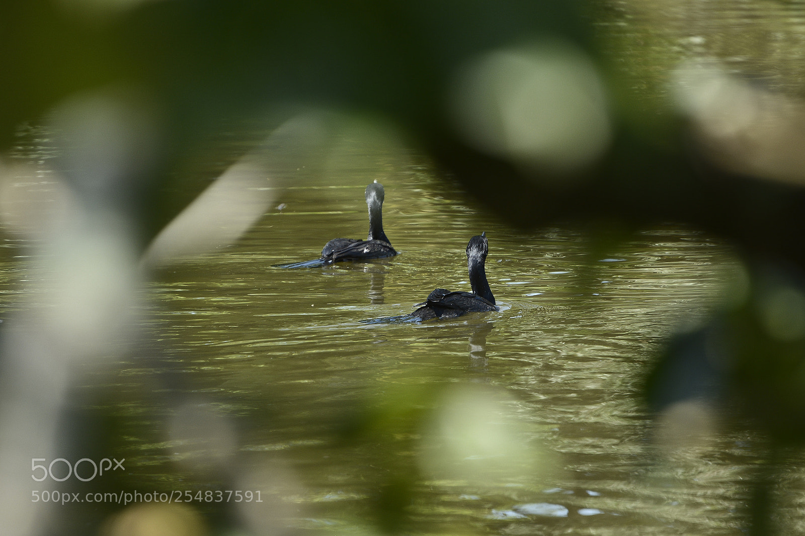 Nikon D7100 sample photo. A grande vida observa photography