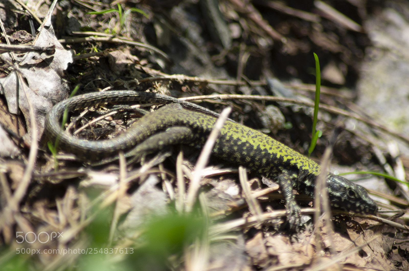 Pentax K-r sample photo. Lucertola photography