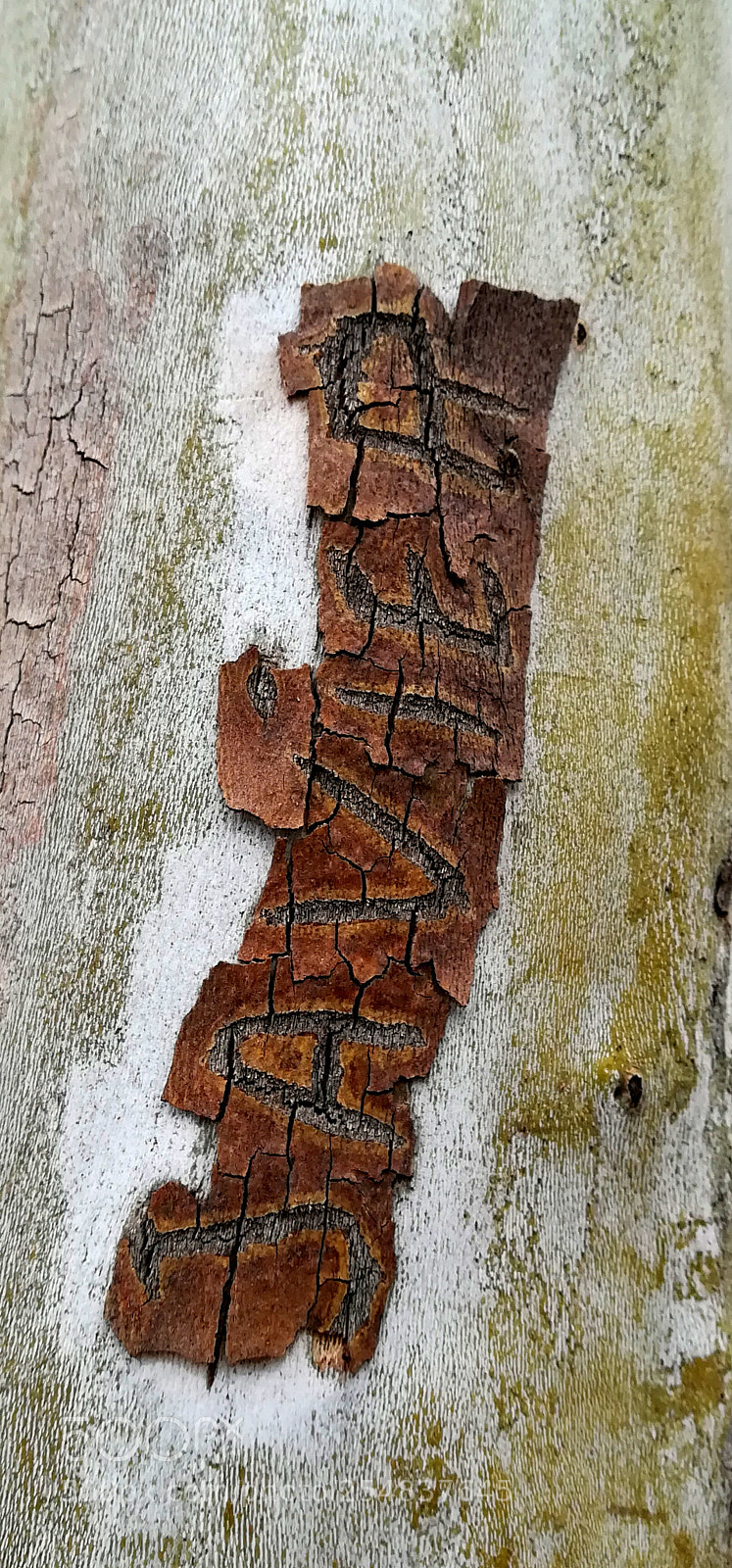 HUAWEI PRA-LX1 sample photo. Natural woodencut photography