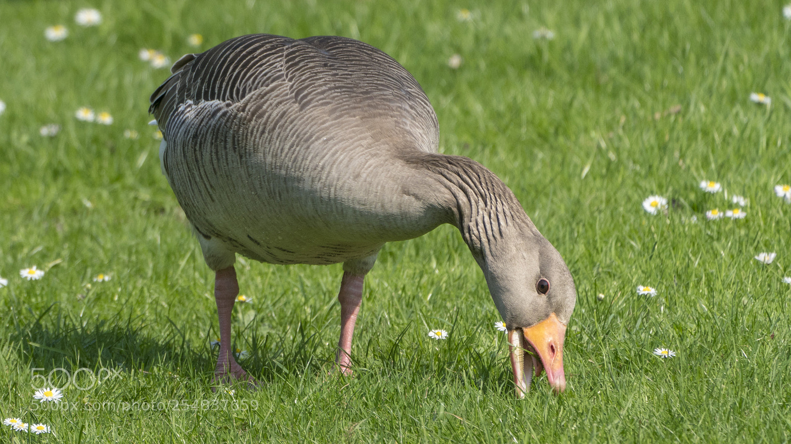 Sony a7R III sample photo. Daisy-eating wild goose photography