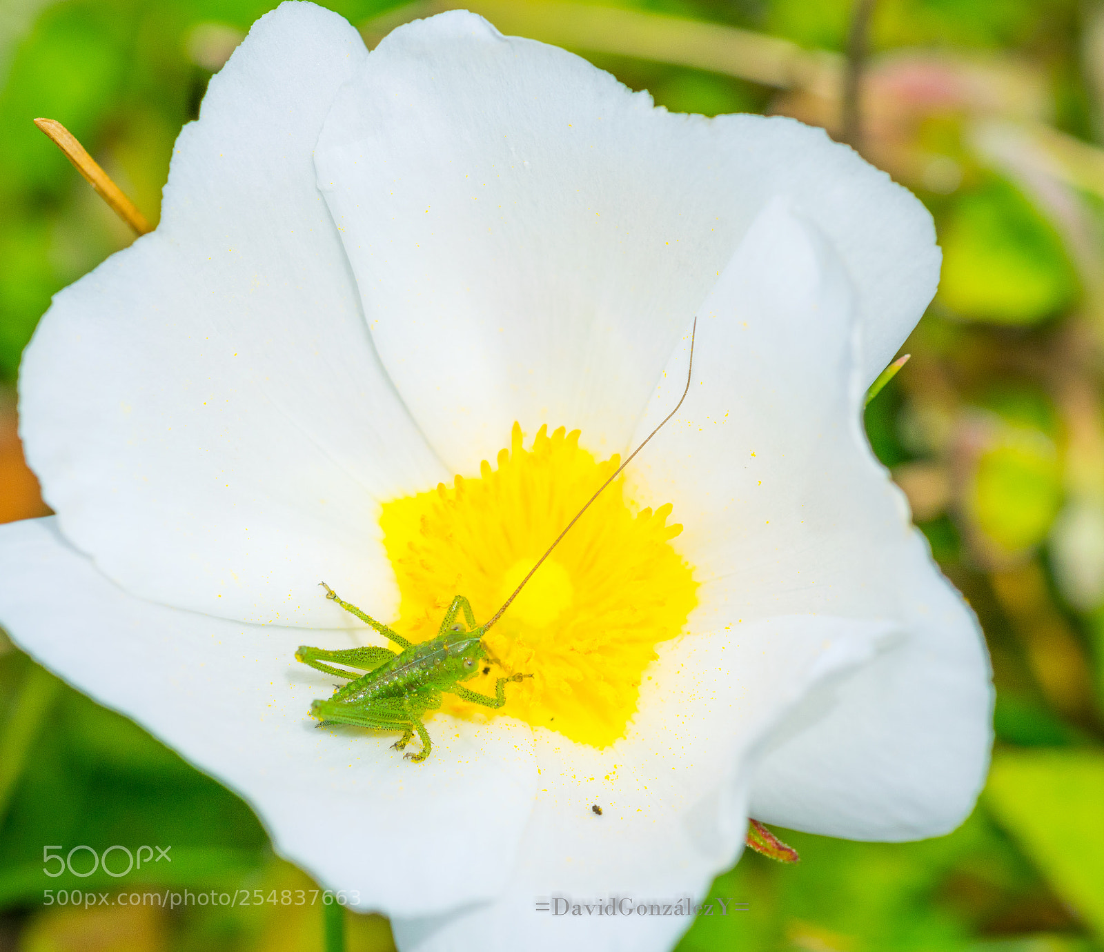 Nikon D5300 sample photo. Saltamontes photography