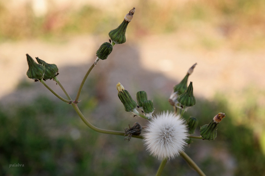 Samsung NX1 sample photo. ... photography