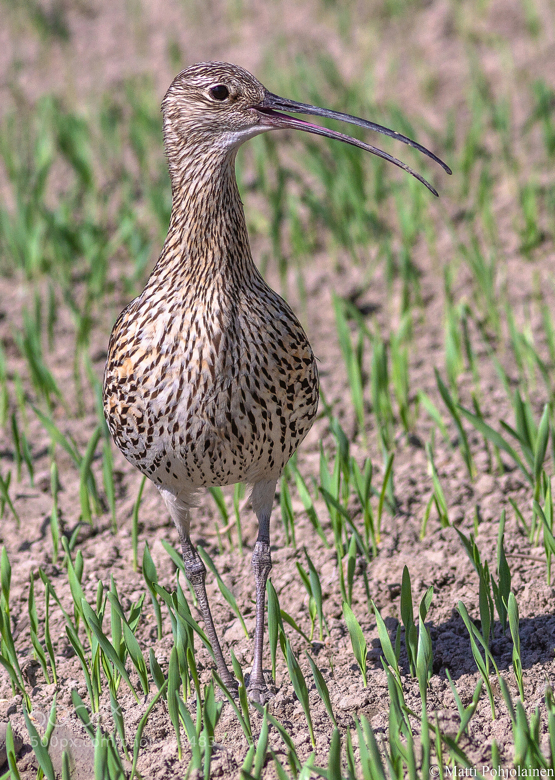 Canon EOS 7D sample photo. Eurasian curlew photography