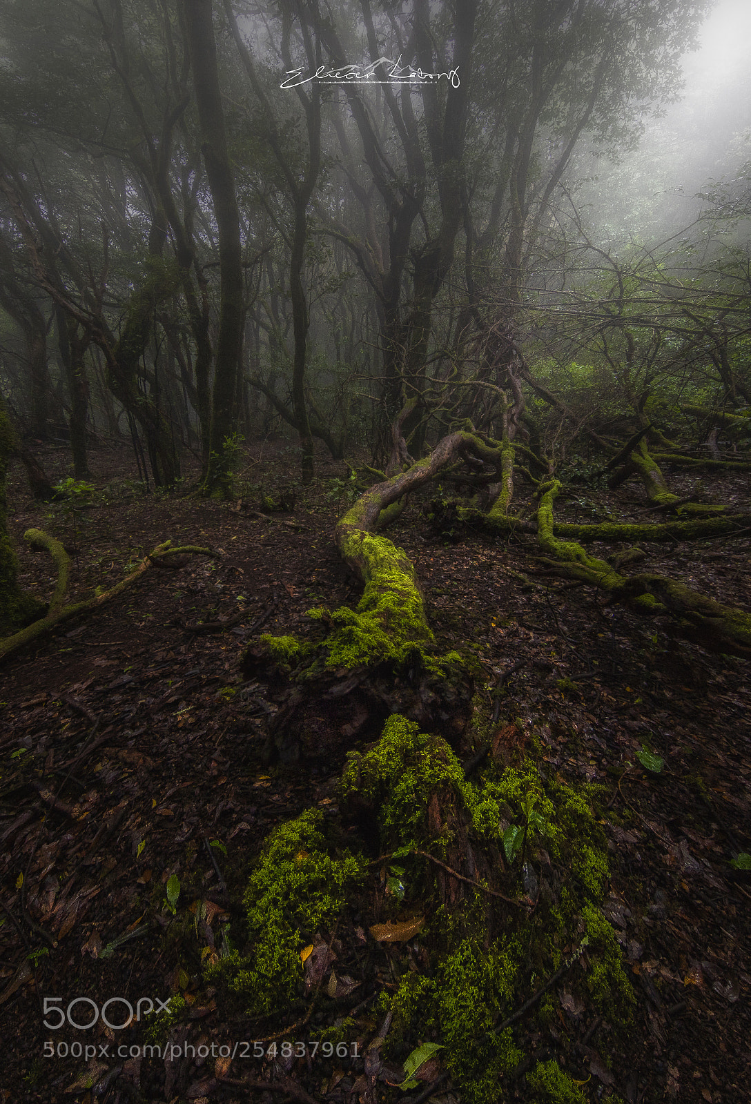 Canon EOS 7D Mark II sample photo. Anaga rural park. tenerife photography