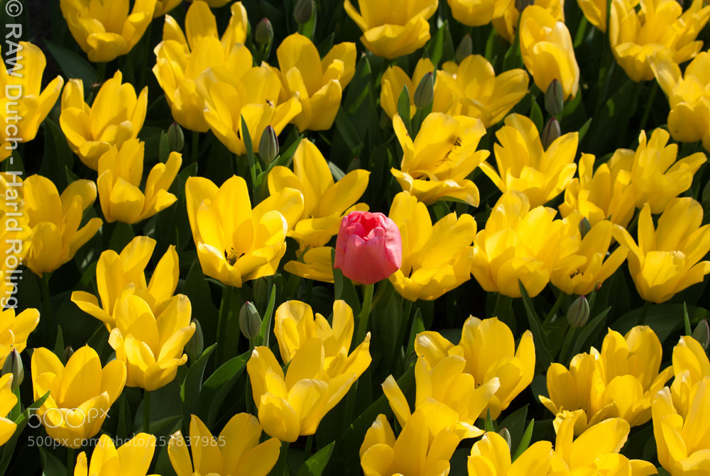 Canon EOS 50D sample photo. Untitled photography