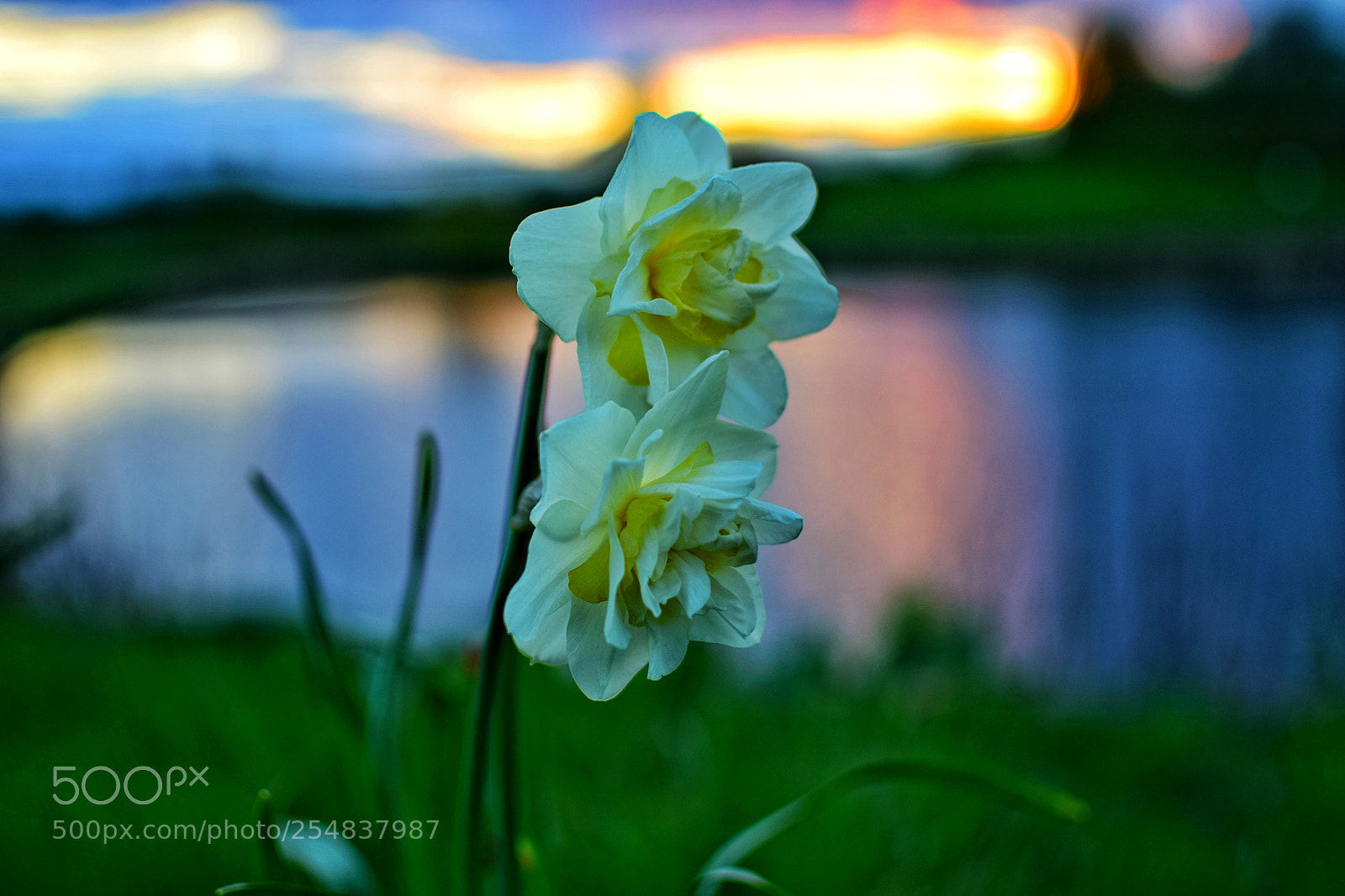 Nikon D3300 sample photo. Untitled photography