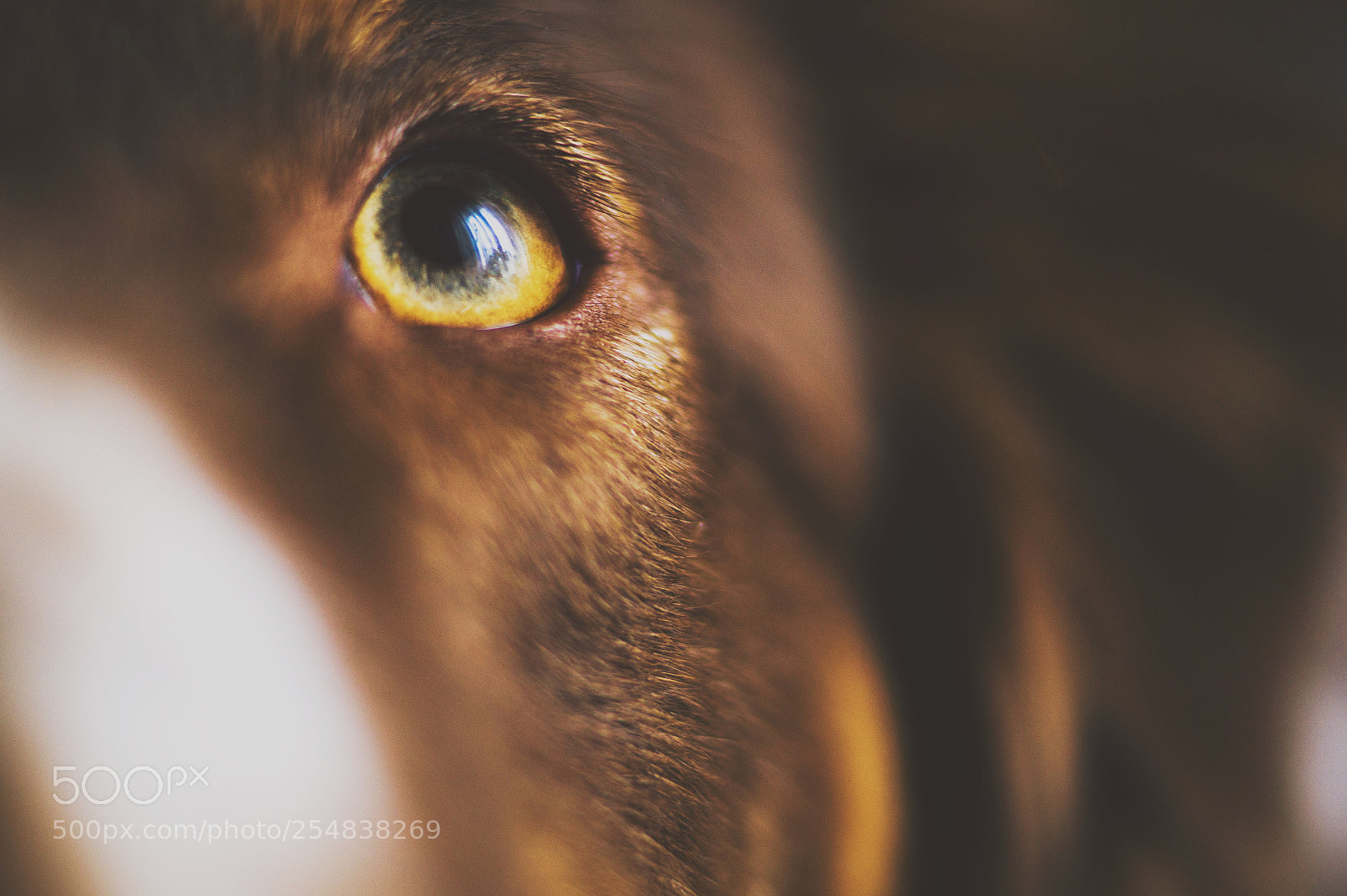 Sony SLT-A58 sample photo. Eye photography