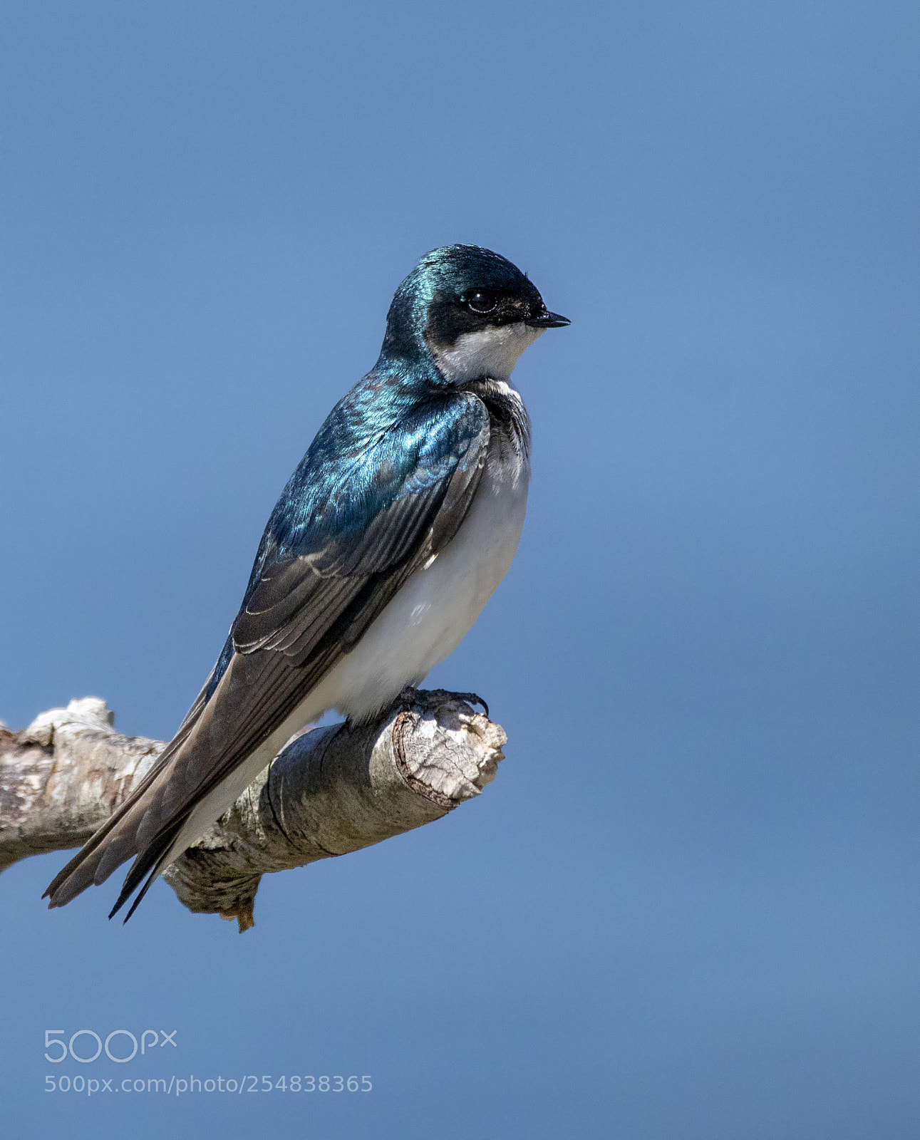 Canon EOS M5 sample photo. Tree swallow photography