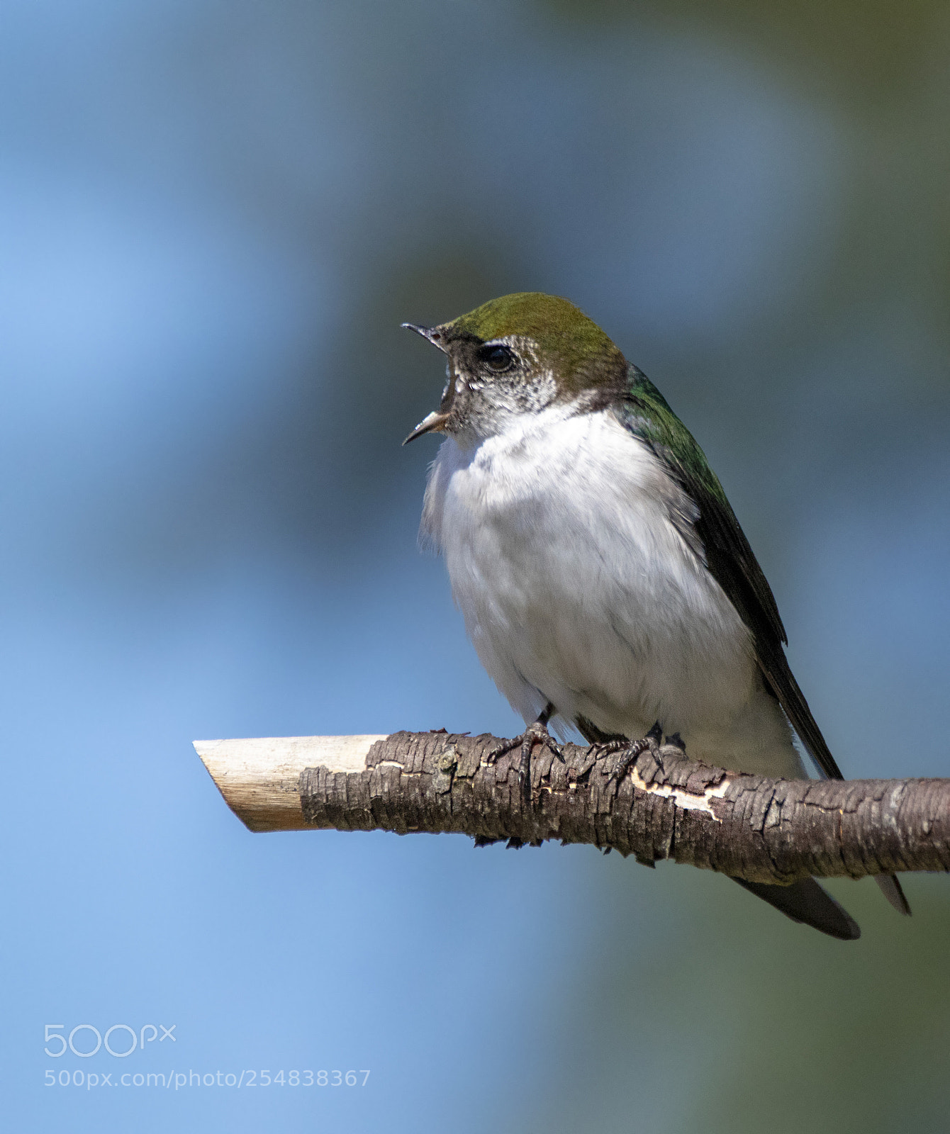 Canon EOS M5 sample photo. Violet-green swallow photography