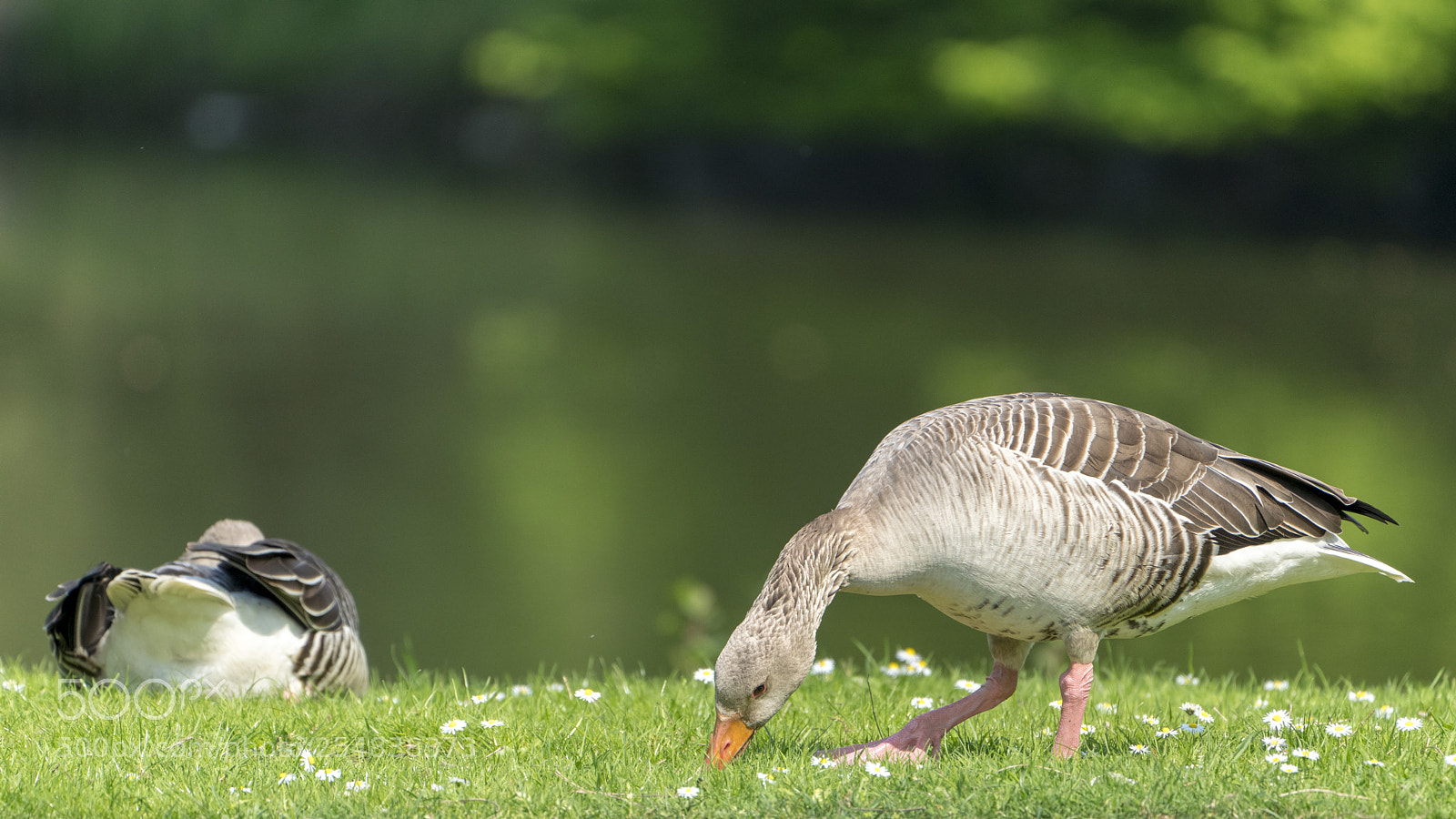 Sony a7R III sample photo. Daisy-eating wild geese photography