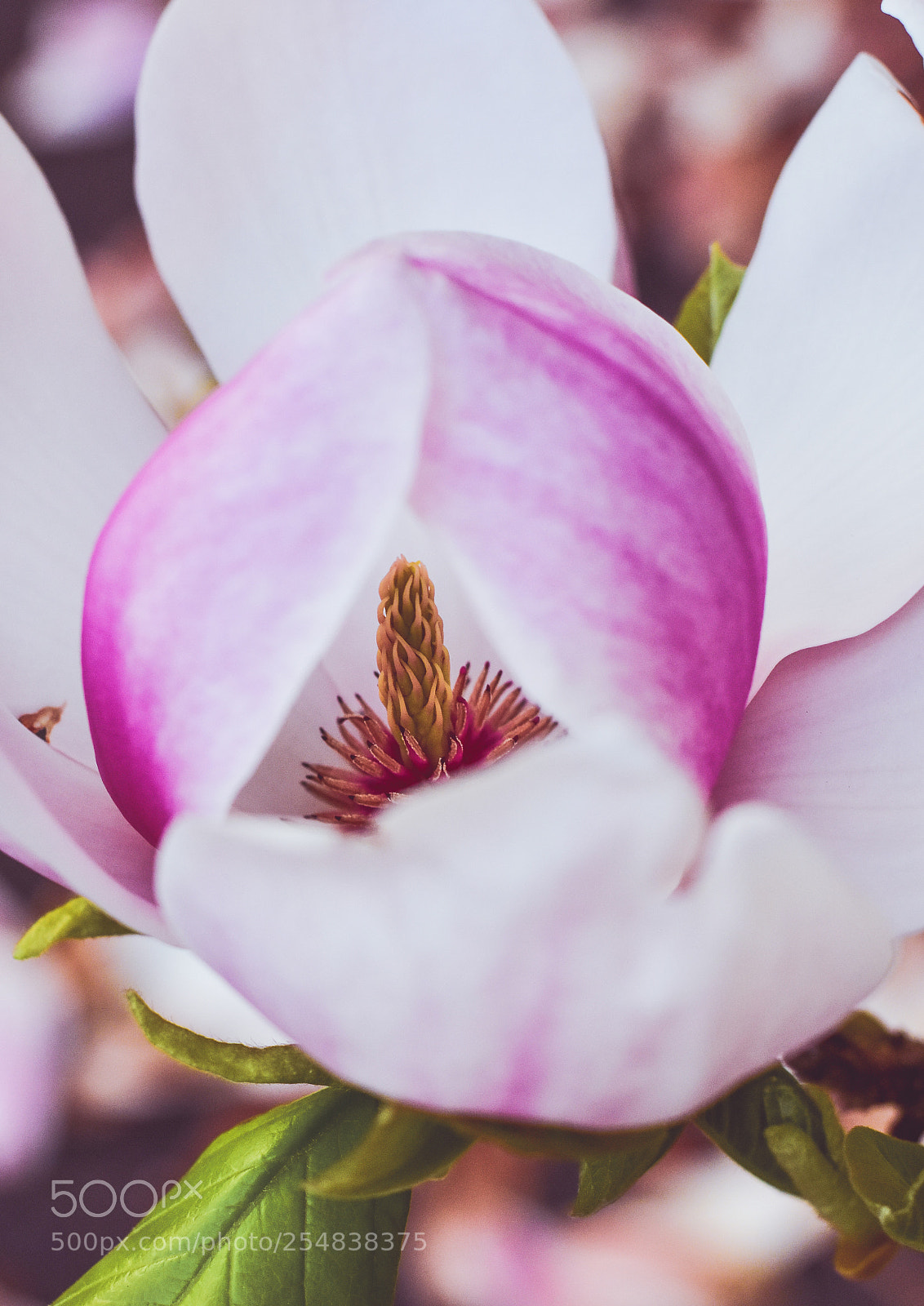 Nikon D7200 sample photo. Untitled photography