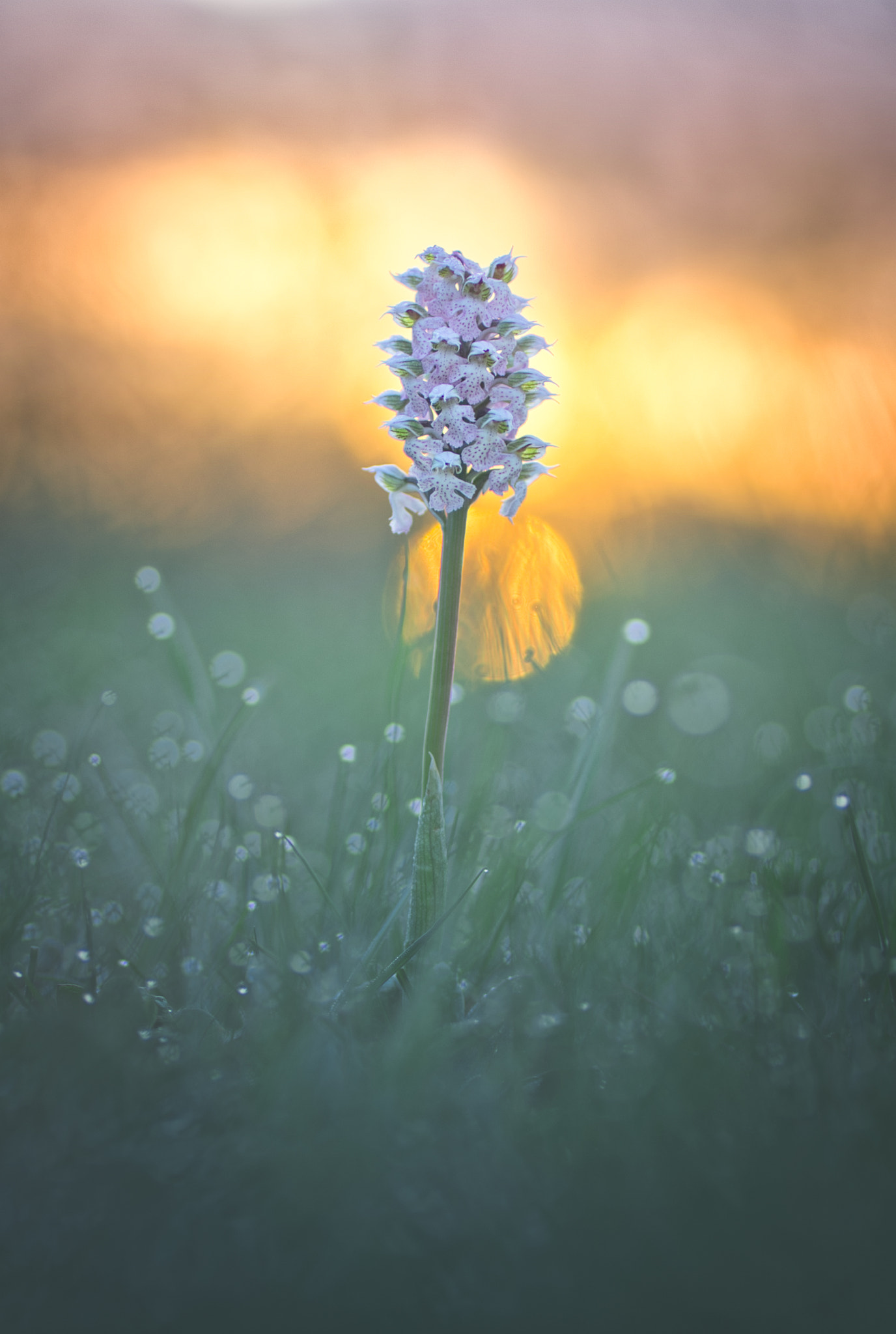 Pentax K-5 + Tamron SP AF 90mm F2.8 Di Macro sample photo. Radieuse photography