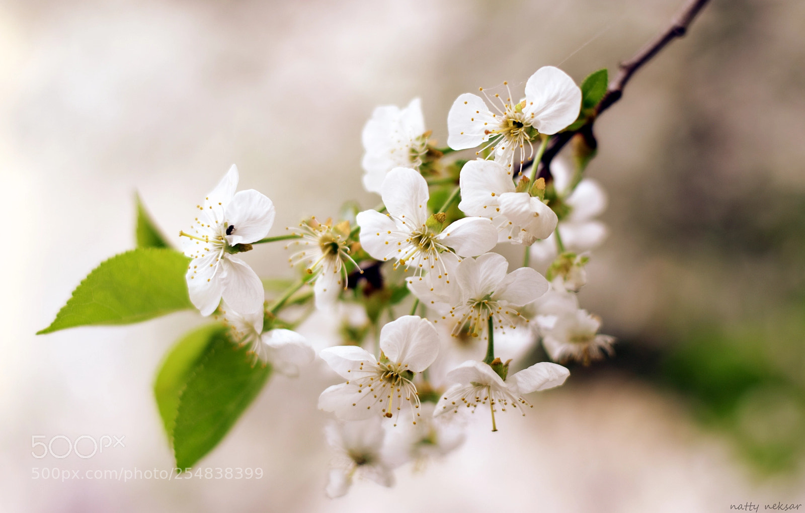 Nikon D5300 sample photo. #springtime...3 photography