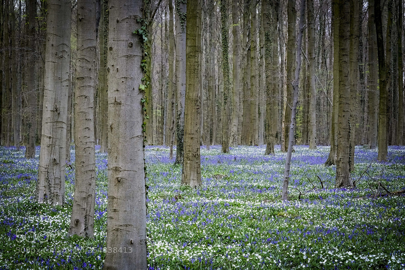 Fujifilm X-T2 sample photo. Hallerbos 2 photography
