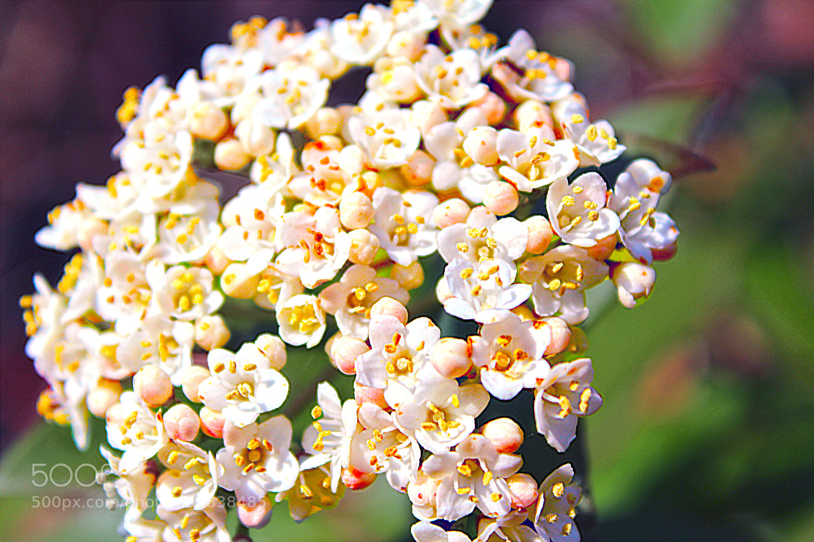Canon EOS 1200D (EOS Rebel T5 / EOS Kiss X70 / EOS Hi) sample photo. White flowers photography