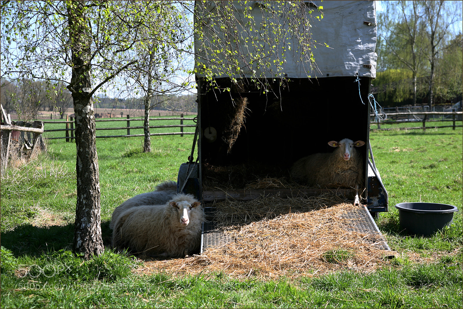 Canon EOS 5D sample photo. Sheep in spring photography