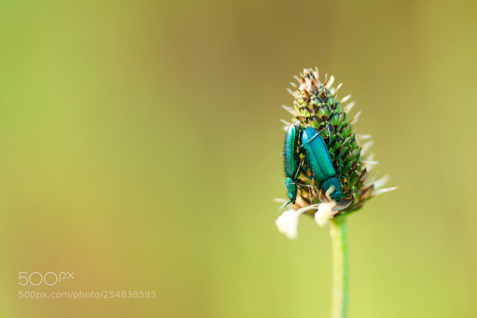 Sony a6000 sample photo. Malachius bipustulatus photography