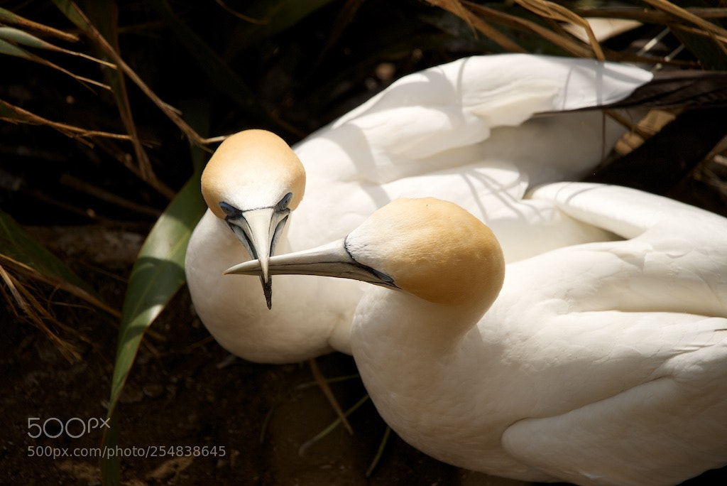 Nikon D600 sample photo. Gannets in love photography