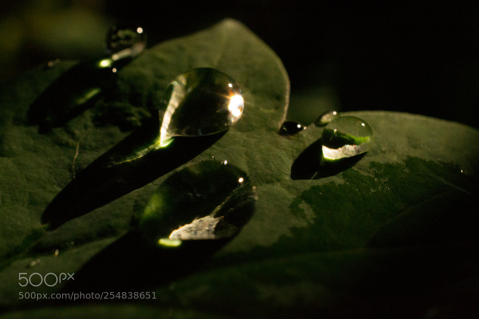 Nikon D3100 sample photo. Rain drops photography