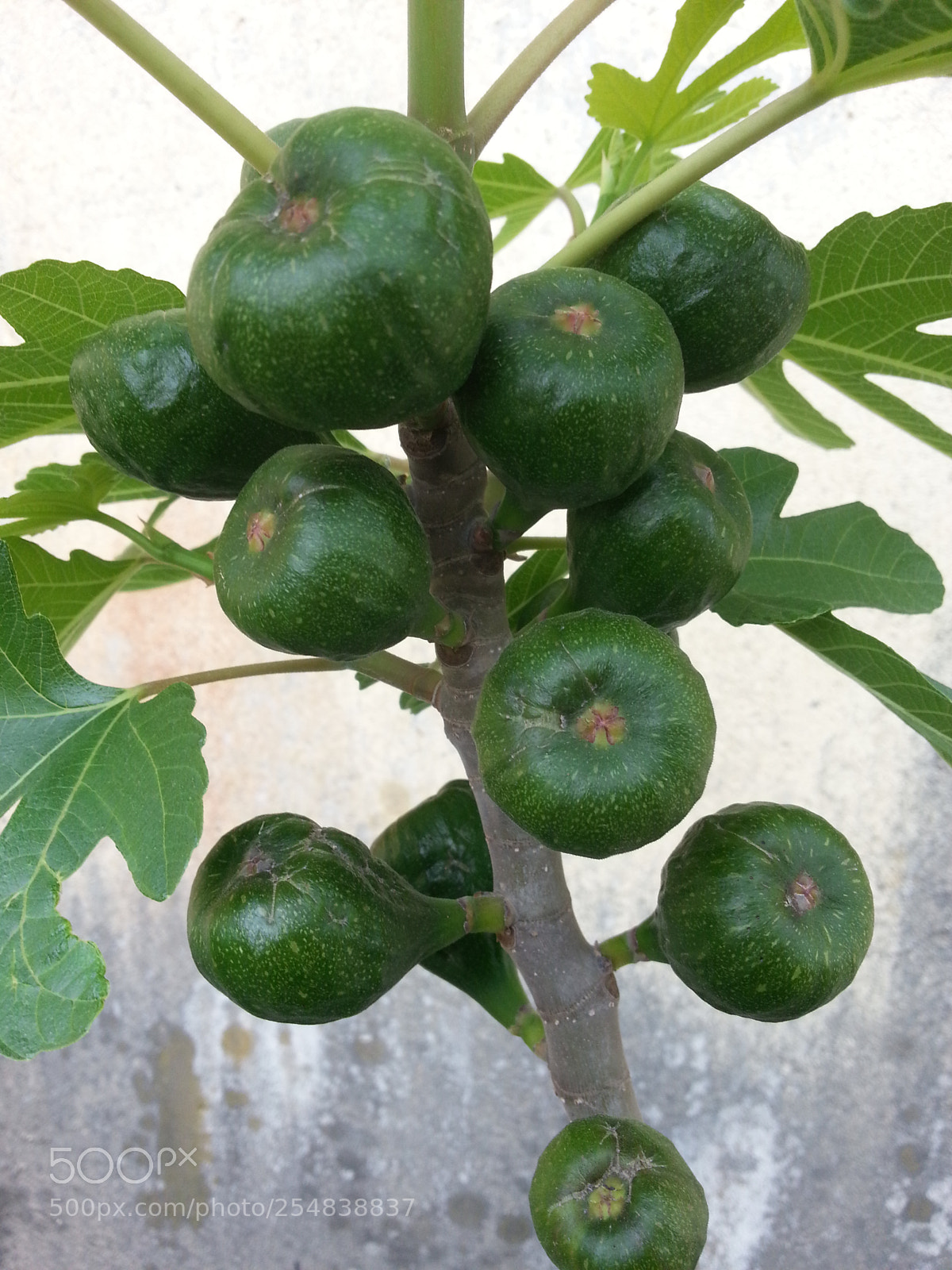 Samsung Galaxy S3 sample photo. Figues sauvages photography