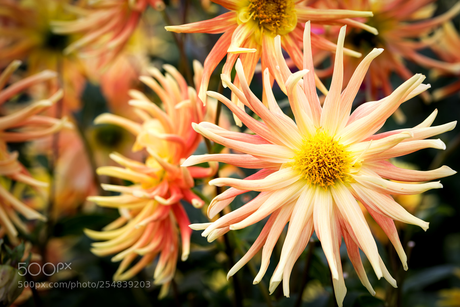 Nikon D810 sample photo. Dahlia orange macro photography