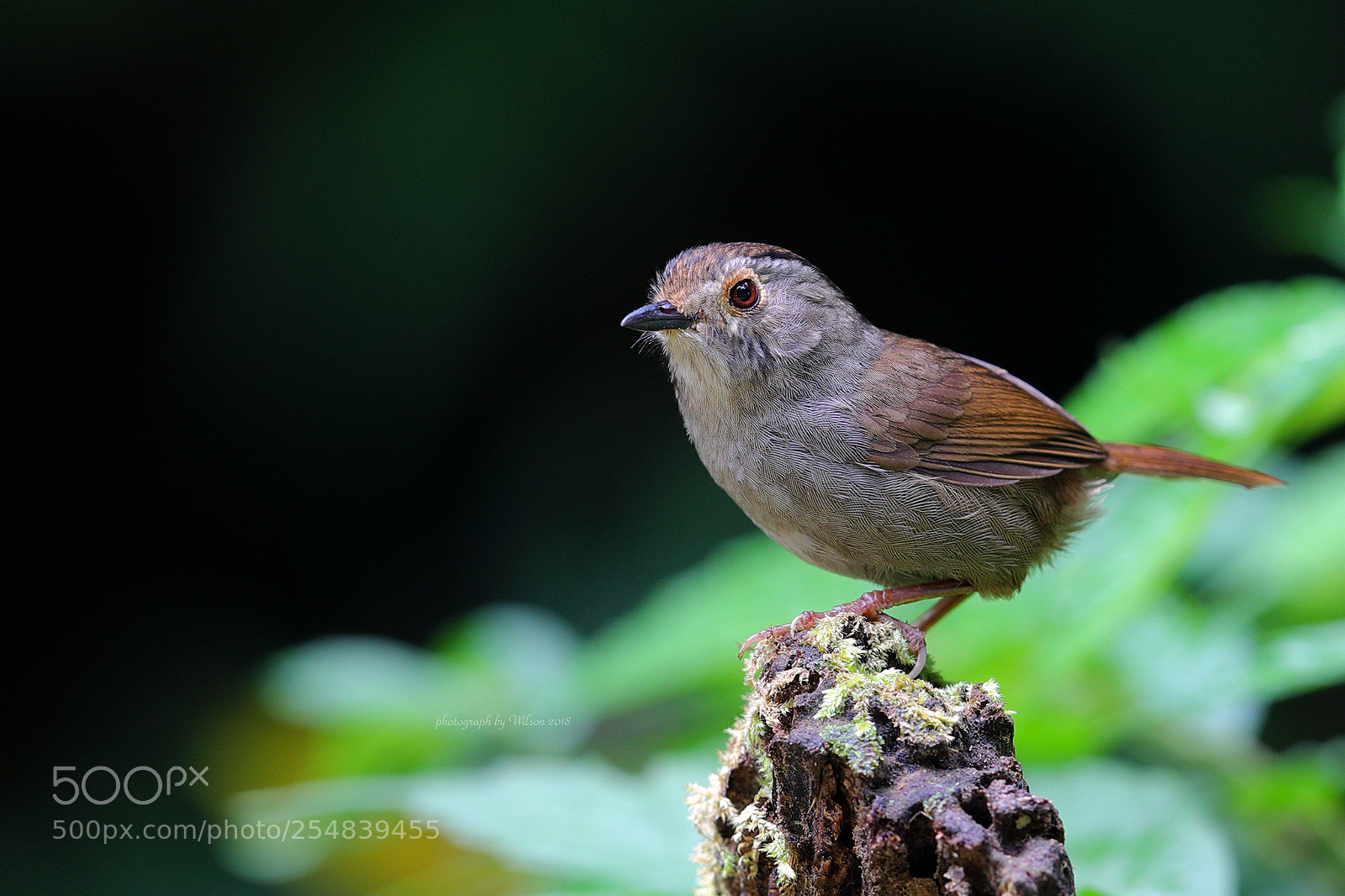 Canon EOS-1D X Mark II sample photo. Alcippe brunnea photography