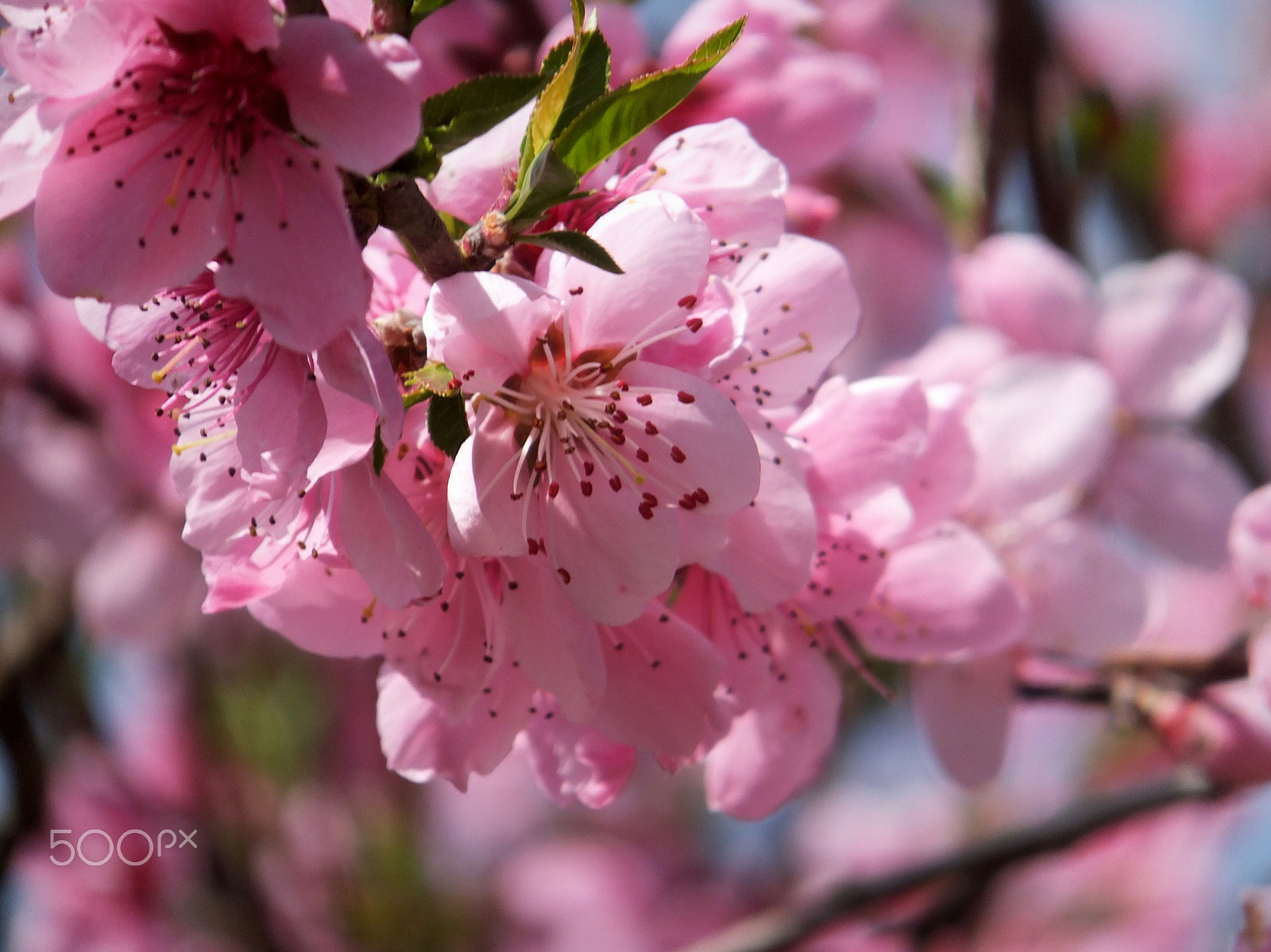 Fujifilm FinePix F750EXR sample photo. So almond or peach blossom! photography