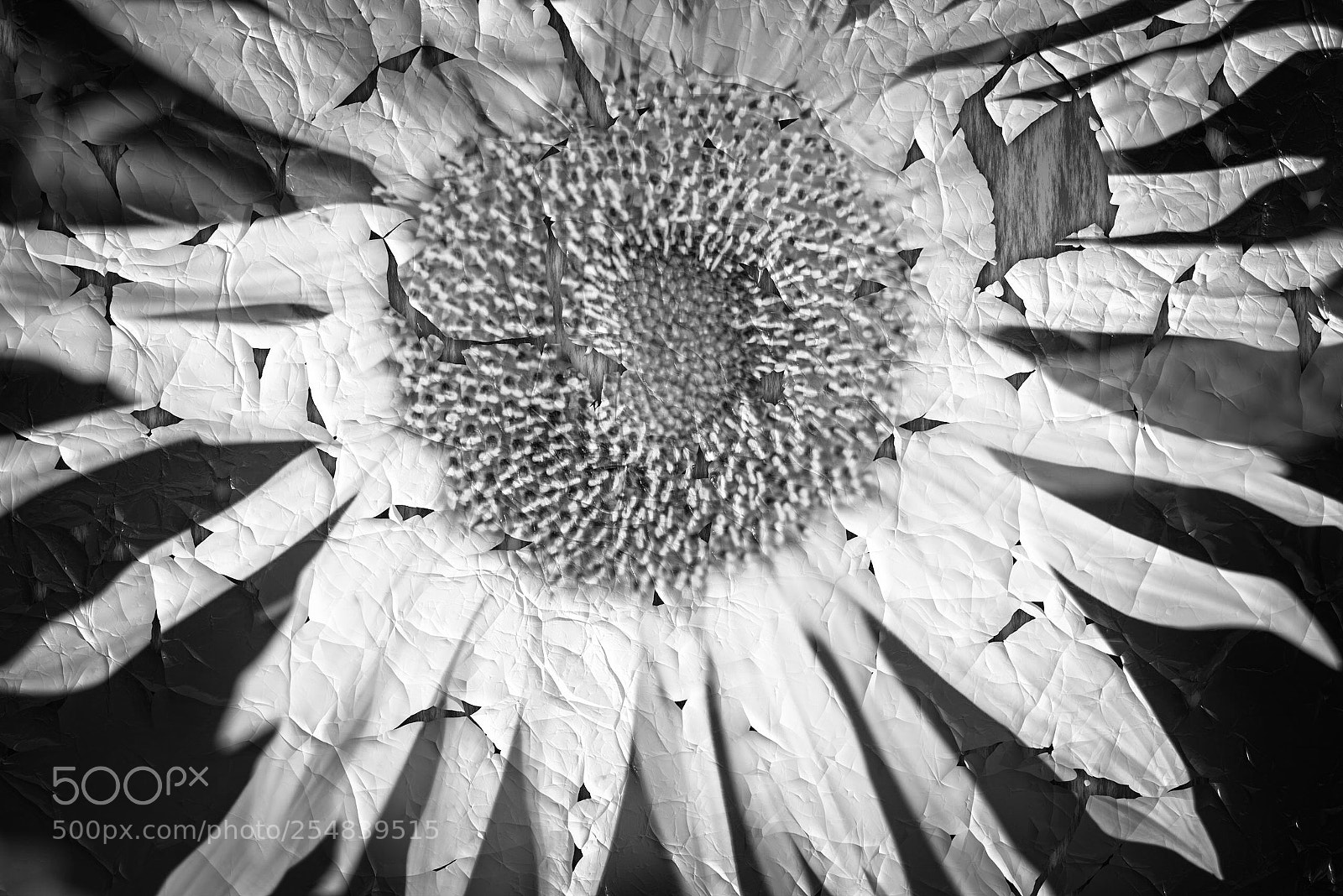 Sony a7R sample photo. Solros.. photography