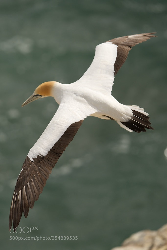 Nikon D600 sample photo. Gannet in flight photography