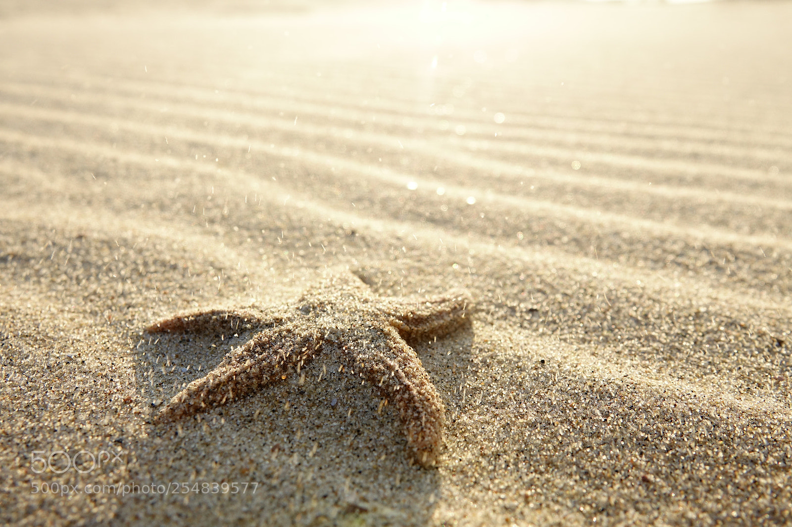 Sony Cyber-shot DSC-RX10 III sample photo. Lonely starfish photography