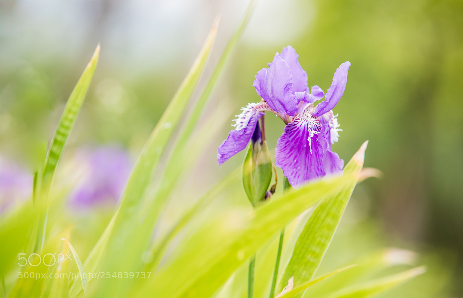 Canon EOS 5D Mark IV sample photo. 鸢尾花 photography