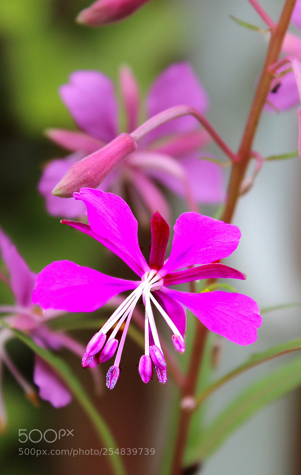 Canon EOS 1200D (EOS Rebel T5 / EOS Kiss X70 / EOS Hi) sample photo. Purple flowers photography