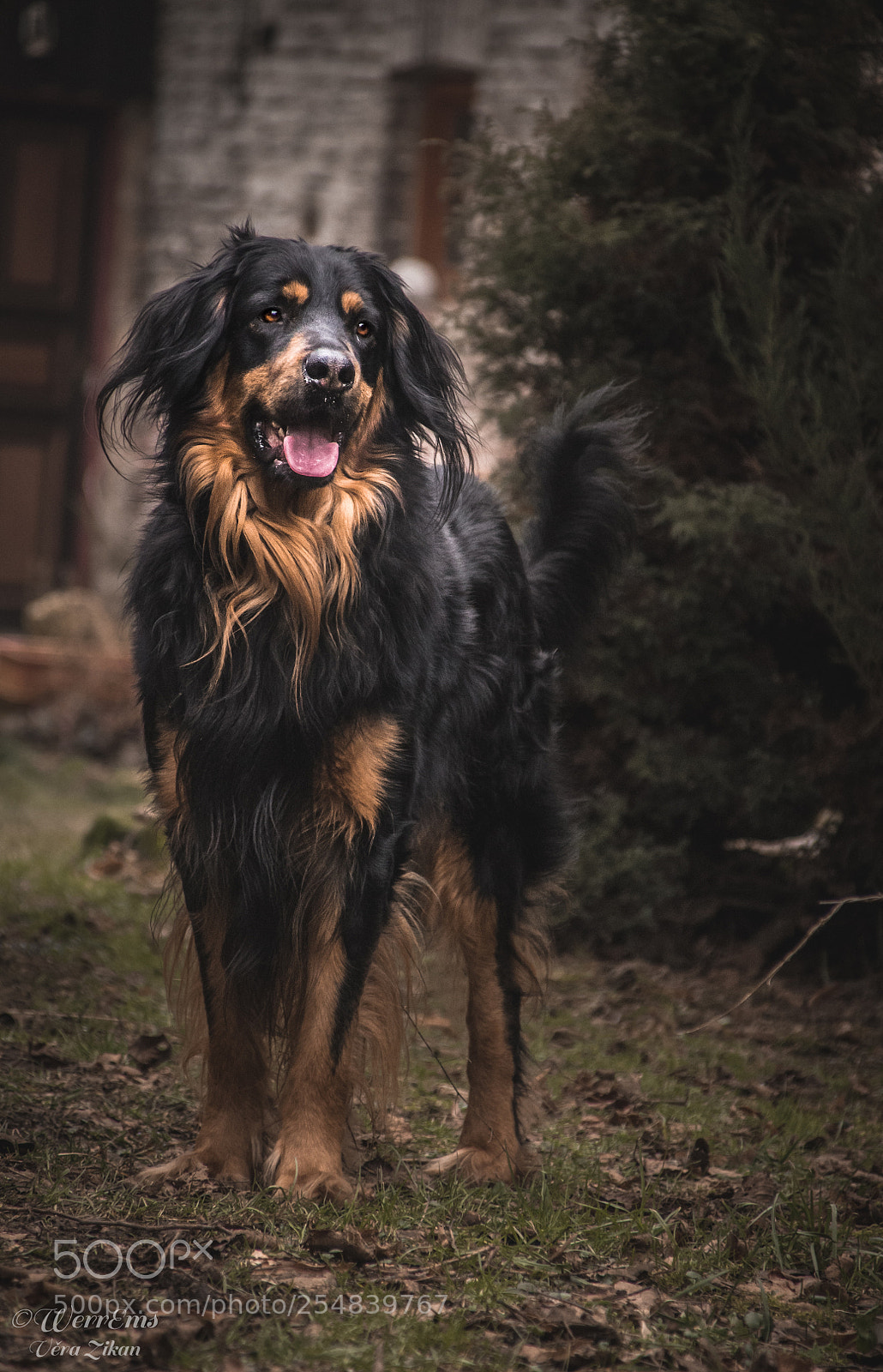 Canon EOS 1100D (EOS Rebel T3 / EOS Kiss X50) sample photo. Robin - hovawart dog photography