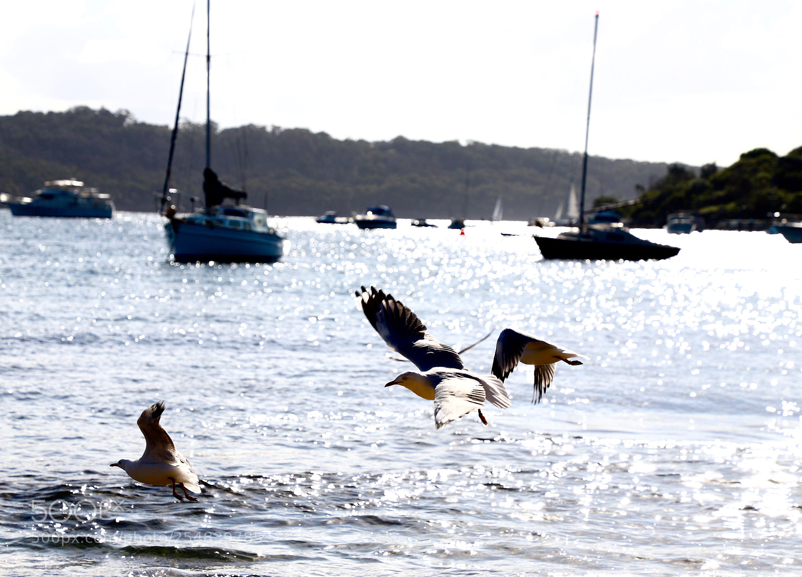 Canon EOS 6D Mark II sample photo. Untitled photography