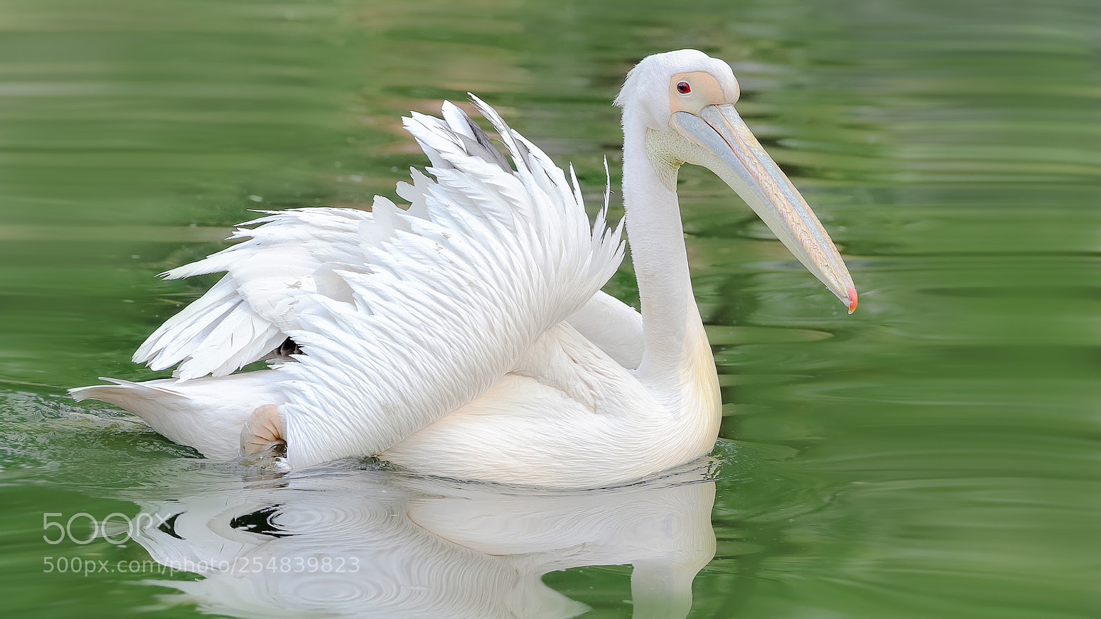 Canon EOS-1D X Mark II sample photo. 白鹈鹕 photography